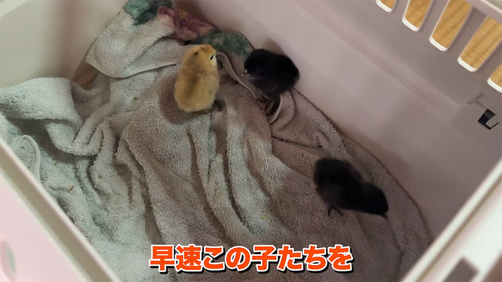 3羽のヒヨコを育てていきます