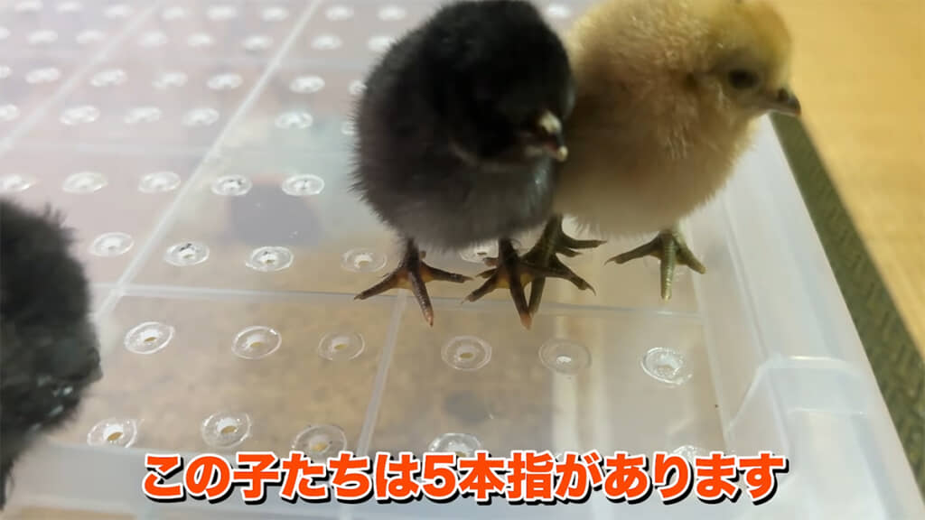 足の指が5本ありました