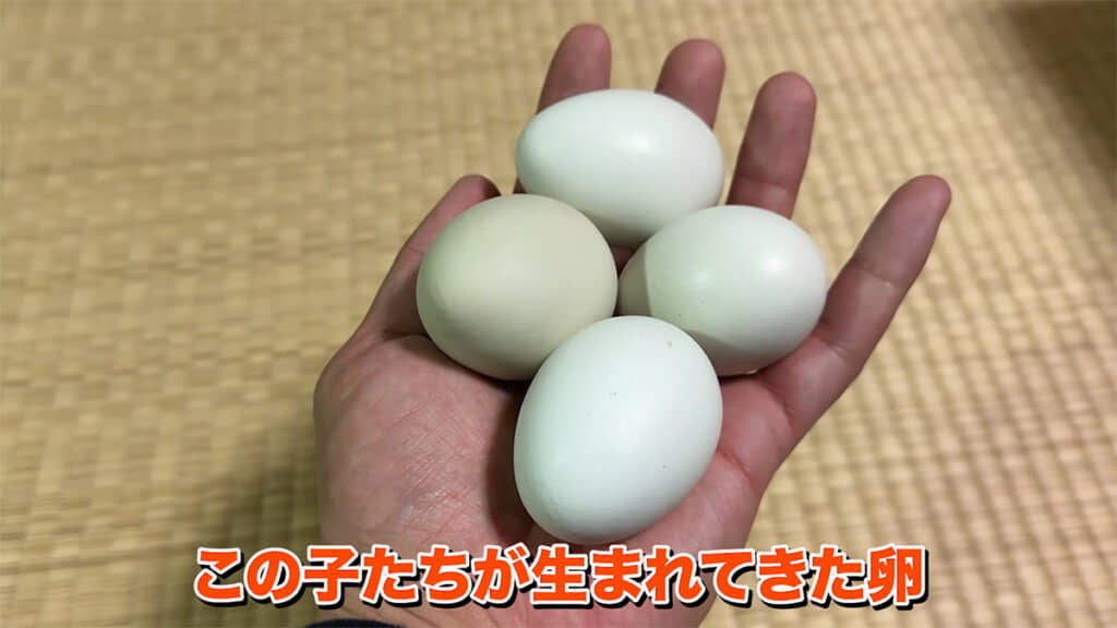 青っぽい卵から、アローカナの遺伝子を感じます