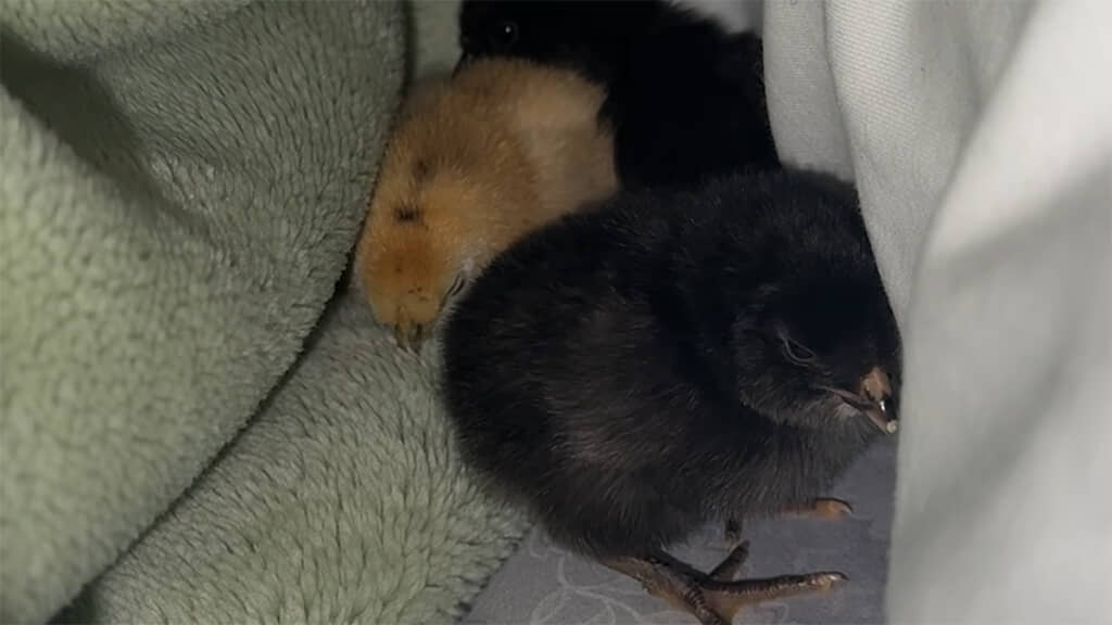 布団の中で眠るヒヨコたち