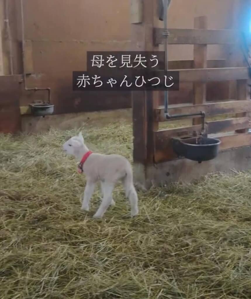 ママを探し回る赤ちゃんひつじ