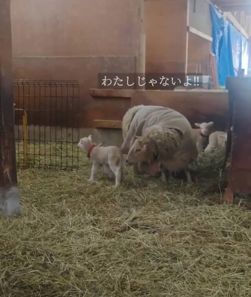 ママじゃなかった！