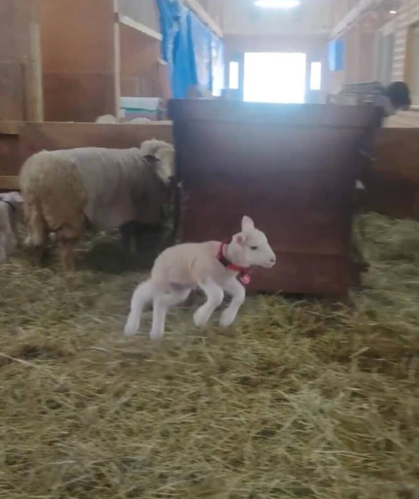 小屋の中を駆け回ってママを探し続けます