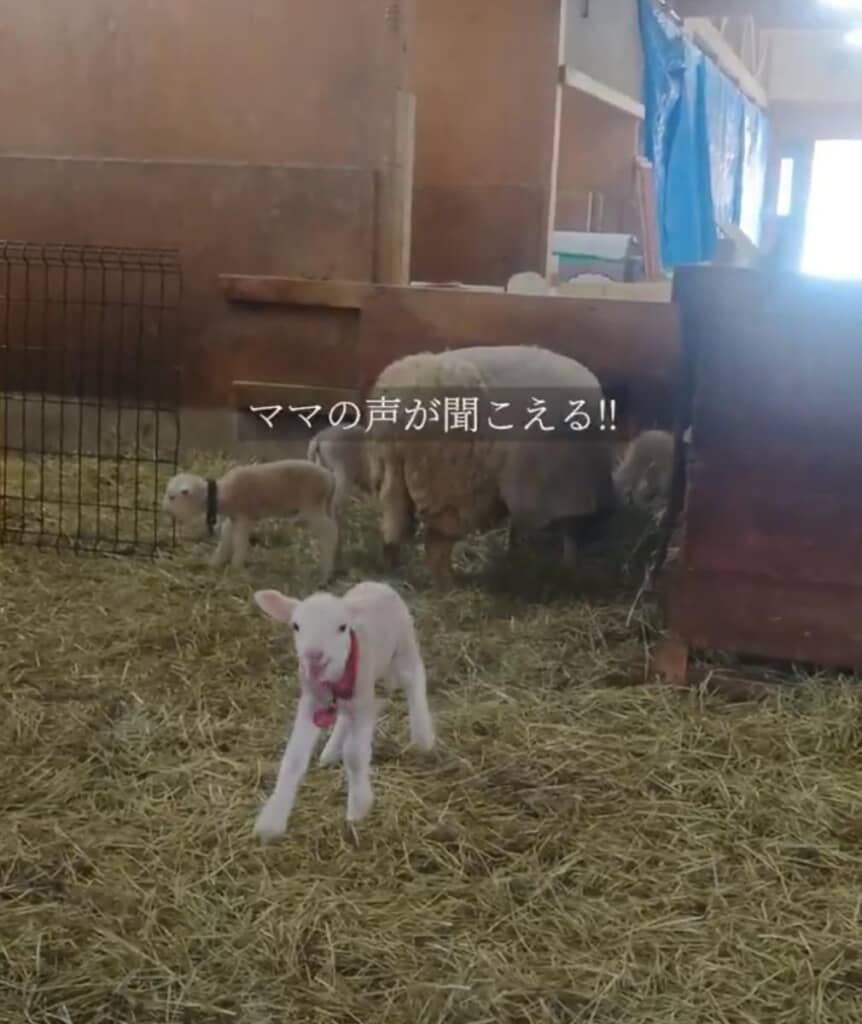 ママの声が聞こえた！