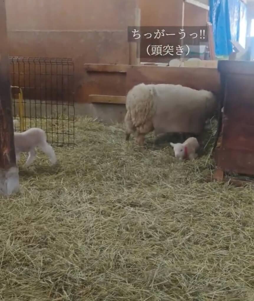 大人ひつじに怒られてしまいました