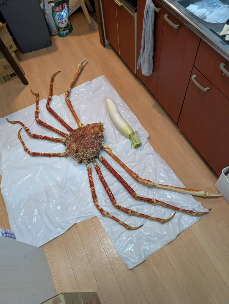 キッチンの床に敷かれたビニールシートの上に置かれているタカアシガニ