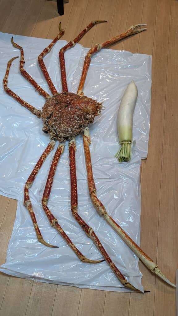 タカアシガニとダイコン