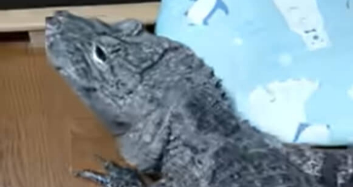 一般家庭で暮らすワニ、ヒーターをつけると→意外すぎる姿に　「こんなだらけたワニ初めて見た…www」「なんか犬みたいwww」と反響（1/3） | その他生き物 ねとらぼ