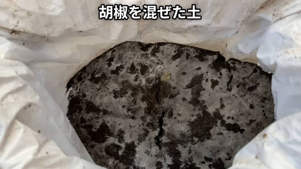 全体的に白いカビのようなものが発生しているコショウを混ぜた土