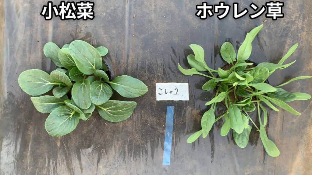 コショウを混ぜた土で栽培している小松菜とホウレンソウ