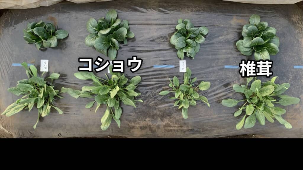 ヒジキとコショウ、ゴマ、シイタケで栽培した小松菜およびホウレンソウの株を真上から見た図
