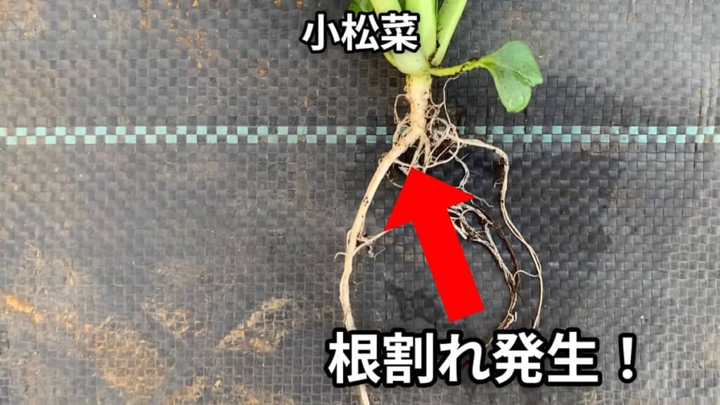 ゴマを使って栽培した小松菜には根割れが生じていた