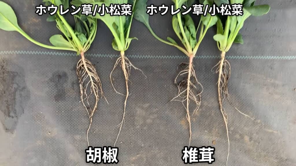 主根と側根がよく発達しているコショウ・シイタケで栽培した小松菜およびホウレンソウ