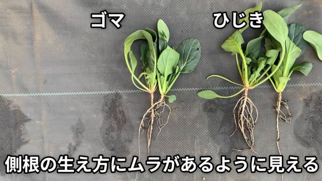 根が短かったり、細かったりしているヒジキ・ゴマで栽培した小松菜およびホウレンソウ