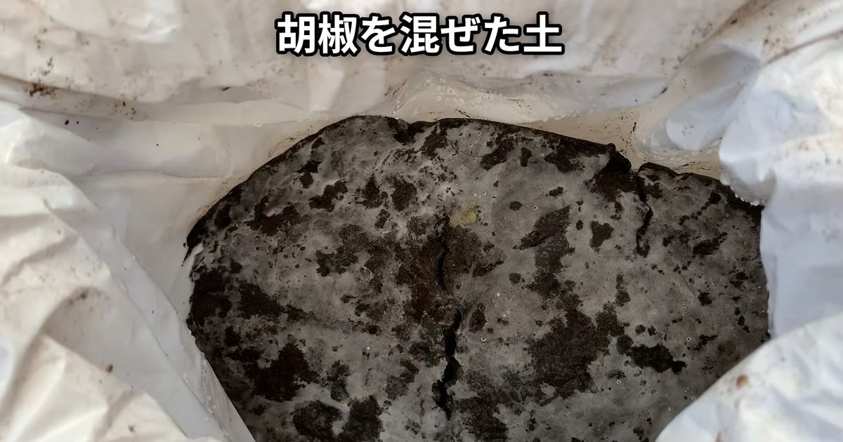 土に“コショウ”を混ぜて野菜を育てたら、1カ月後……　「面白い！！」思わず二度見する結果に「畑に撒こう」（1/3） | ライフスタイル ねとらぼ