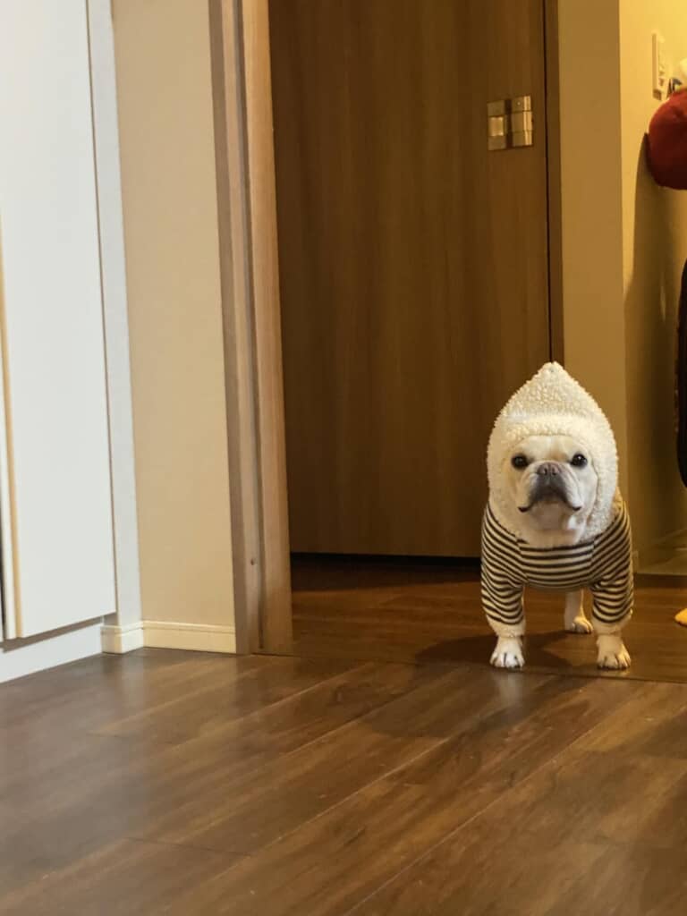 ポンポンを引きちぎった洋服を着用し、こちらを見つめている投稿者さんの愛犬