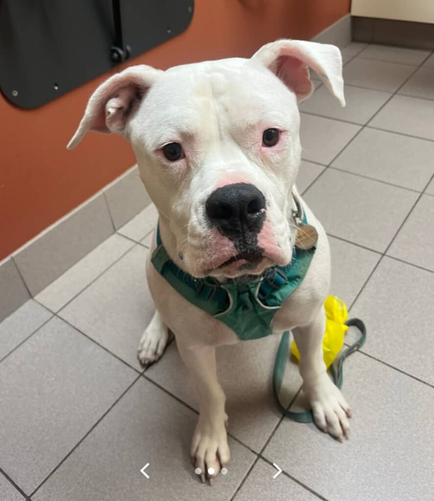 施設にやってきたピーティー