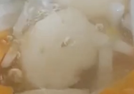 時には泡を吐き出しているようにも見える