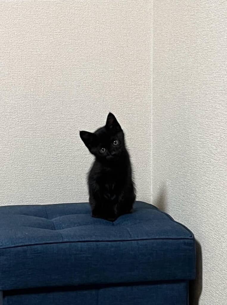 ほわほわぬいぐるみみたいなうにくん