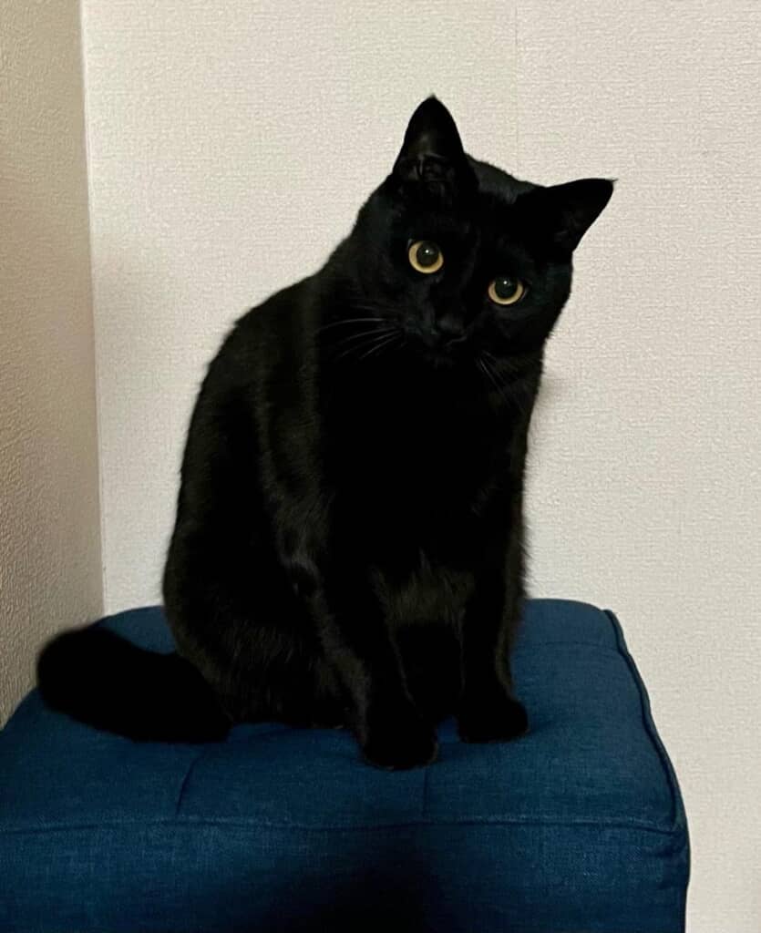 立派な成猫に成長！