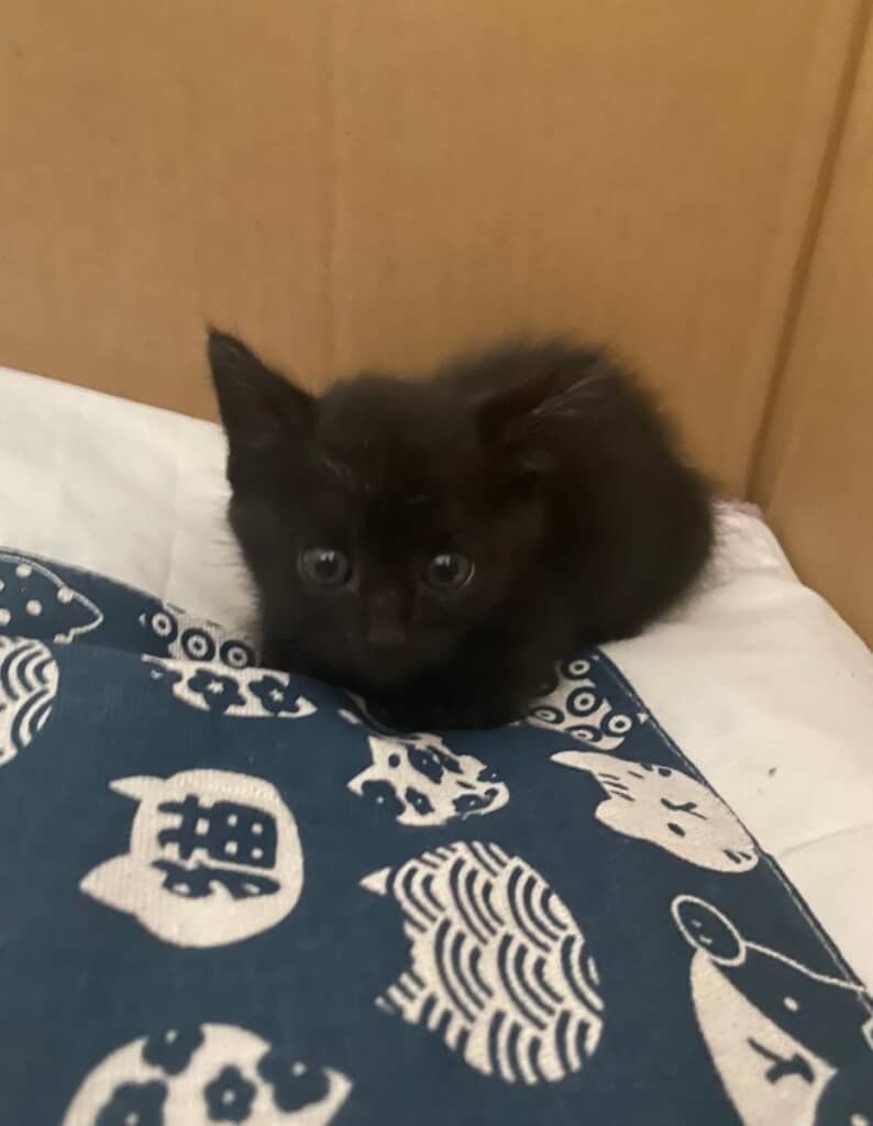 保護されたばかりのころ