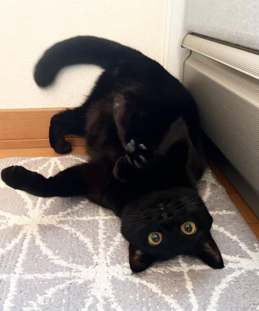 ころがってました