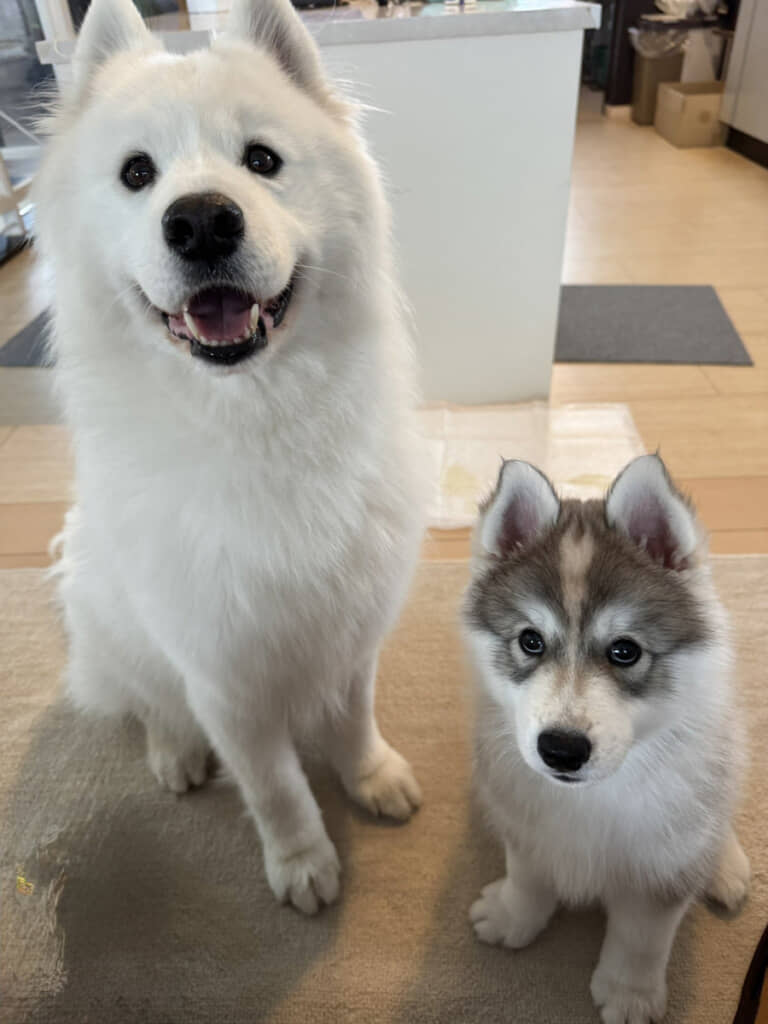 おやつ待ちのSKIさんとPOWさん