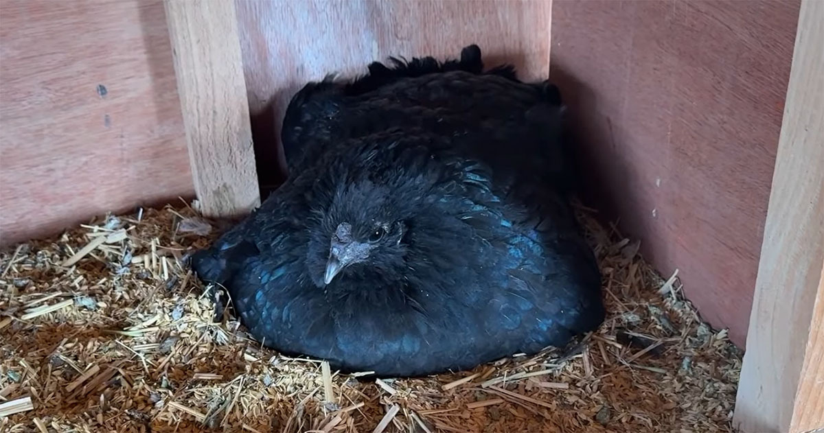 捨てられた鶏小屋にいた“黒いニワトリ”→卵を温め始めて3週間後……　予想外の光景に「初めて見た」「感動」「声出た」（1/3） | その他生き物 ねとらぼ
