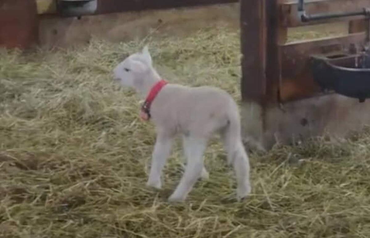 「電車の中で見ちゃダメ」ママを探し回る赤ちゃんひつじが62万表示「容赦ないww」「4本足ぜんぶジャンプがwww」（1/3） | 動物 ねとらぼ