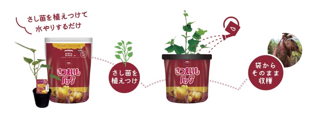 さし苗を植えつけ、水やりをするだけ