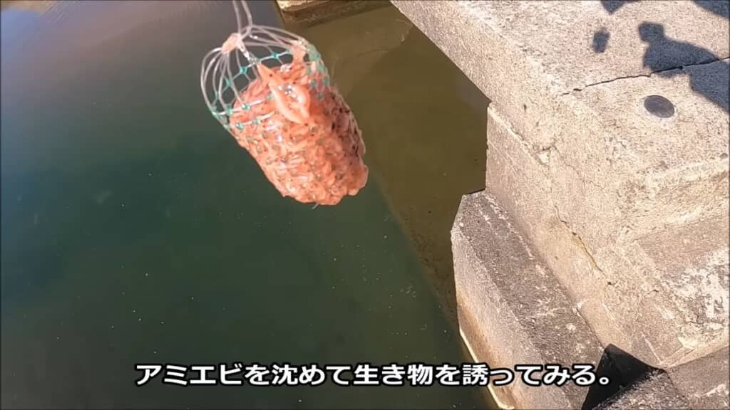カゴいっぱいに詰めたアミエビ