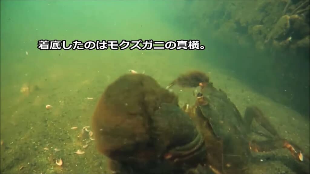 アミエビ入りのカゴを抱え込んだモクズガニ
