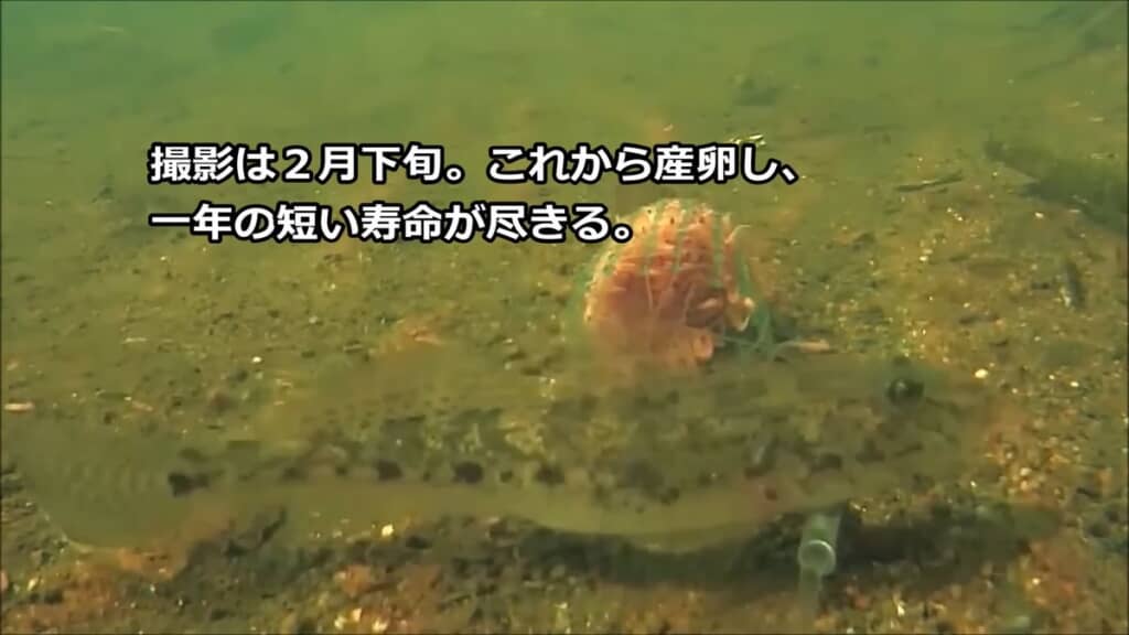 アミエビのカゴに近づいてきたマハゼ