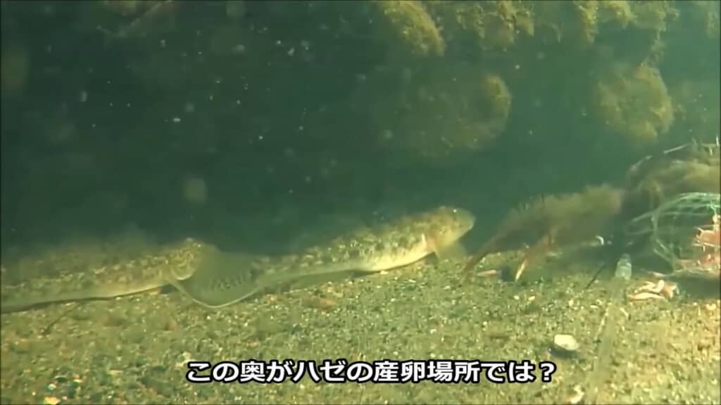 マハゼの産卵場所と思われるコンクリートの隙間