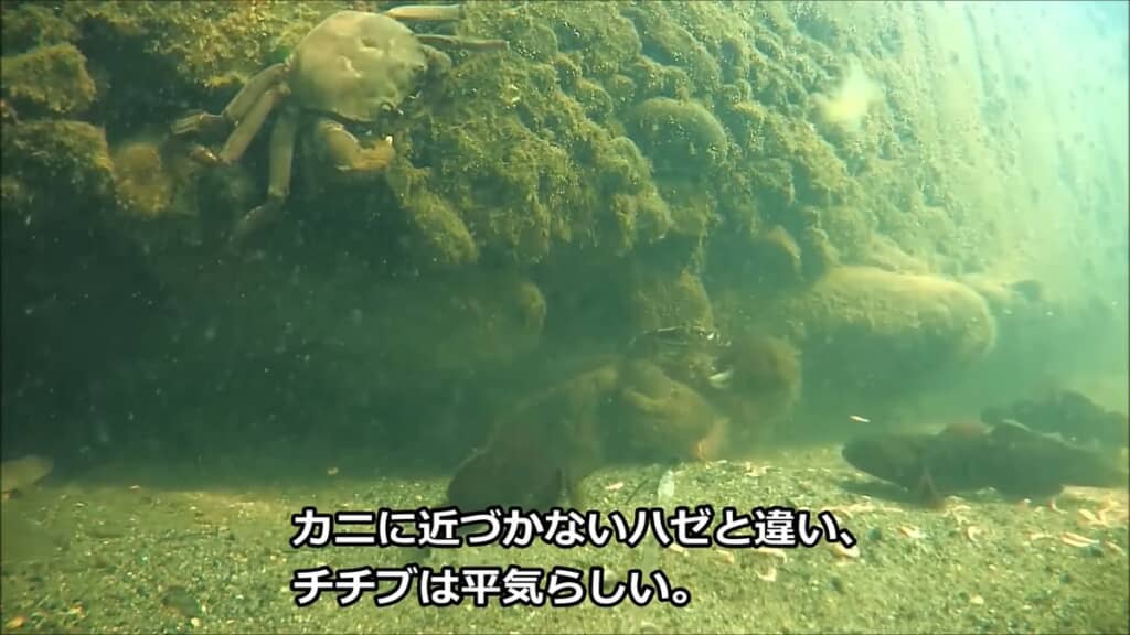 モクズガニに近づくチチブ