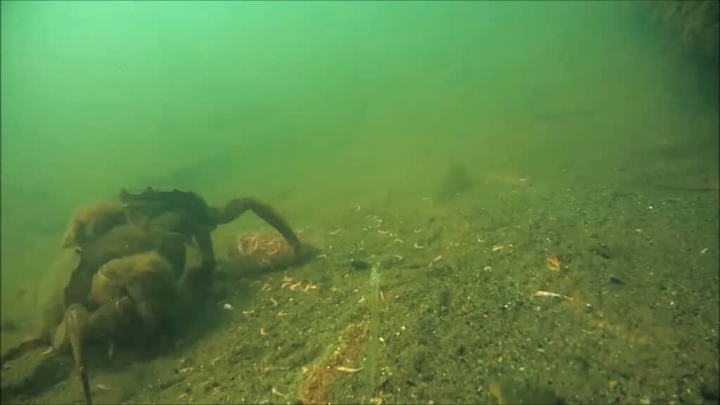 アミエビを求めて、アミエビそっちのけで取っ組み合いをする2匹のモクズガニ