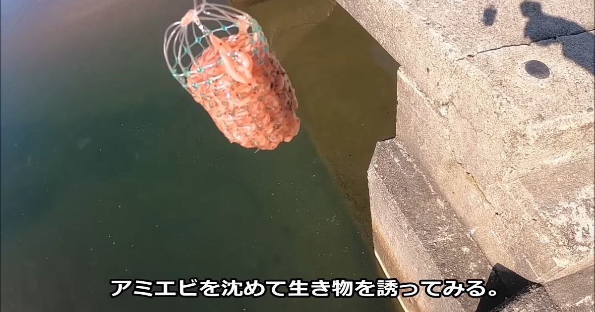 排水路の出口に“大量のアミエビ”を沈めたら……　「コーヒー吹いた」思わず声が出る光景に「万札バラまいてるみたい」「モジャモジャ！！」（1/3） | その他生き物 ねとらぼ