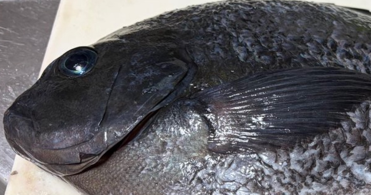 熱海で釣った魚をさばいたら……「えっ？」「どしよ」　飛び出した“衝撃の中身”が140万表示「うらましすぎて震える」（1/2） | その他生き物 ねとらぼ