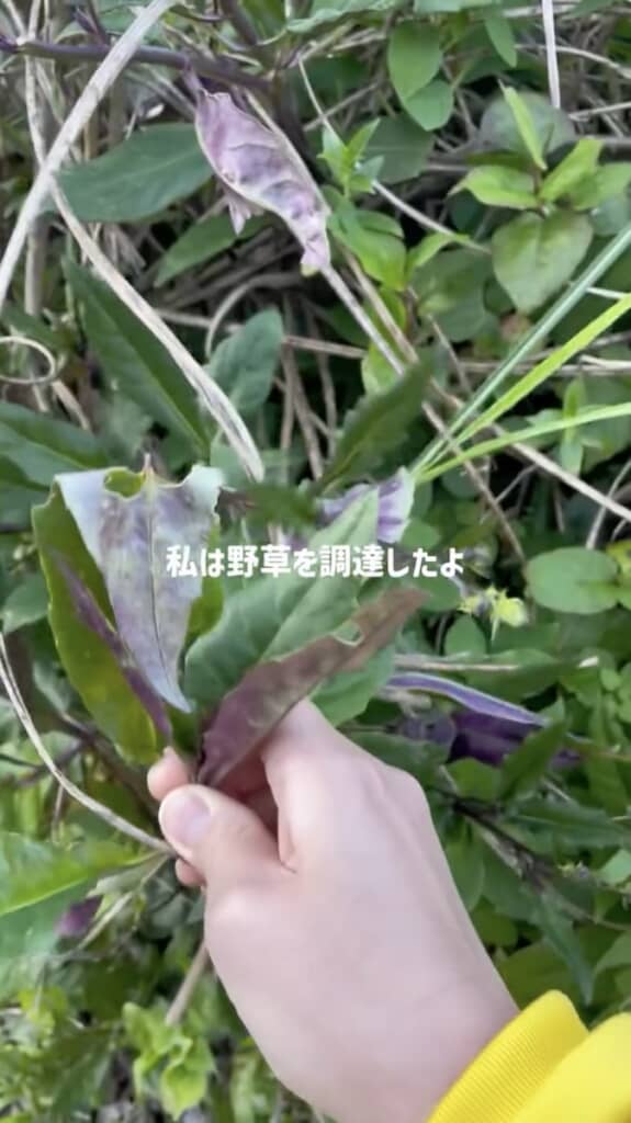 「ハンダマ」という体に良い野草