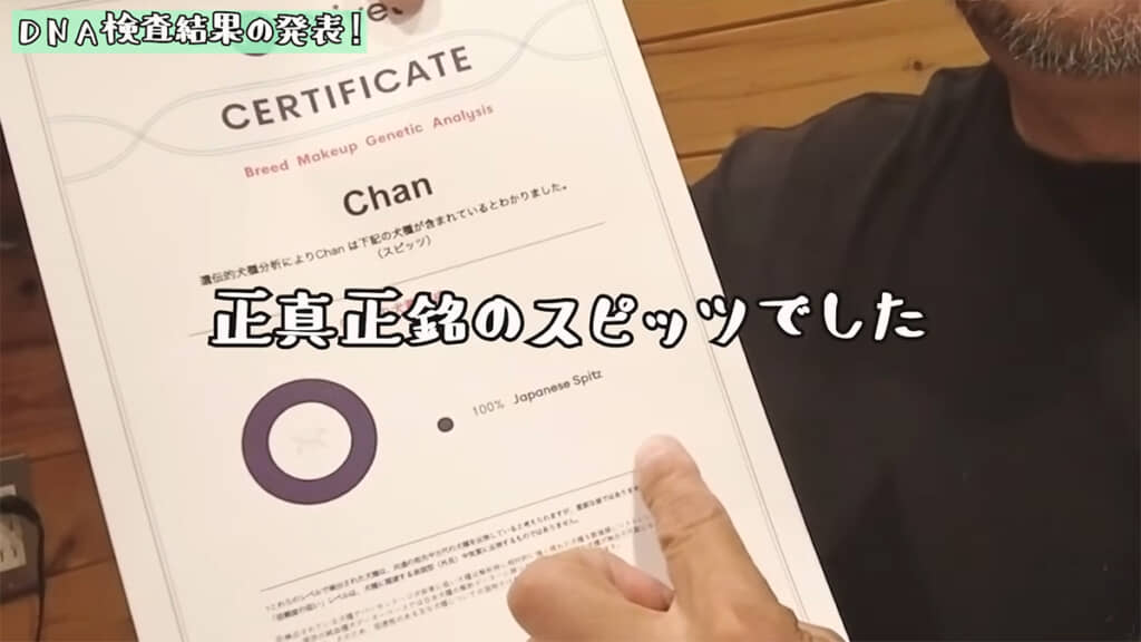 DNA検査の結果は……「100％ Japanese Spitz」でした！