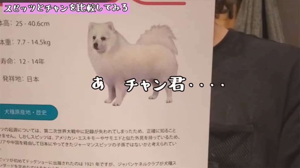 写真のスピッツと鼻の色が異なります