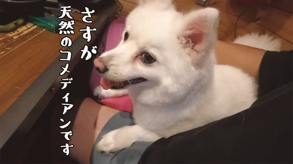 スピッツっぽくない部分も魅力的なチャンくんなのでした