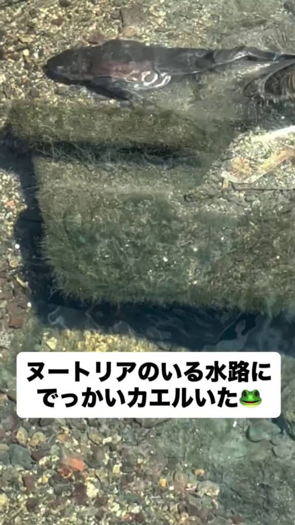 ヌートリアなどが目撃されている水路内を泳ぐカエル