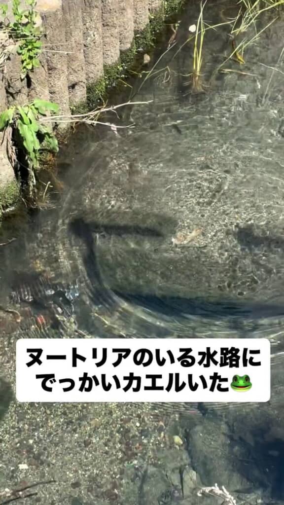 水路の中央から端まで移動した巨大ガエル