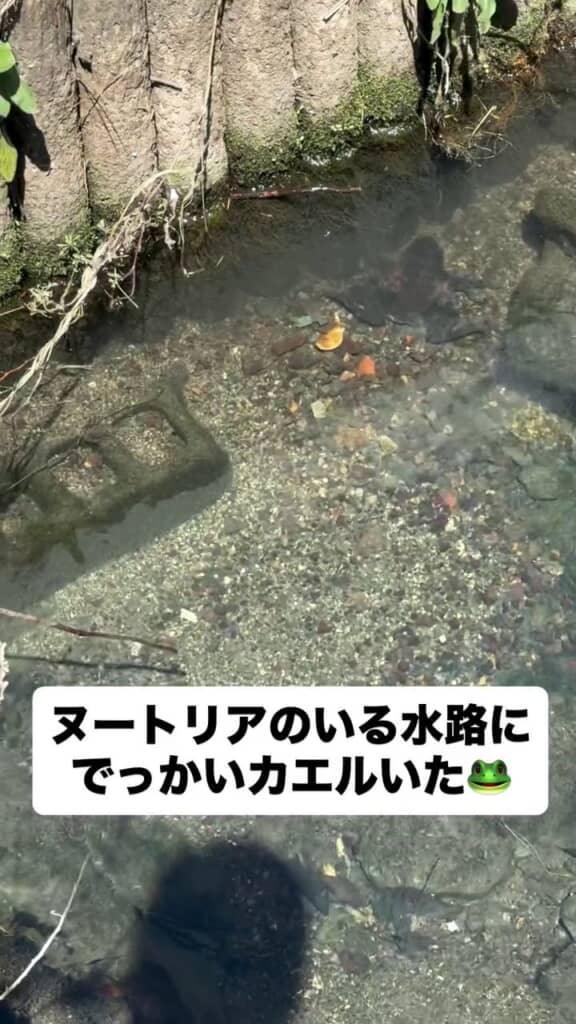 水路の端でじっとしている巨大ガエル