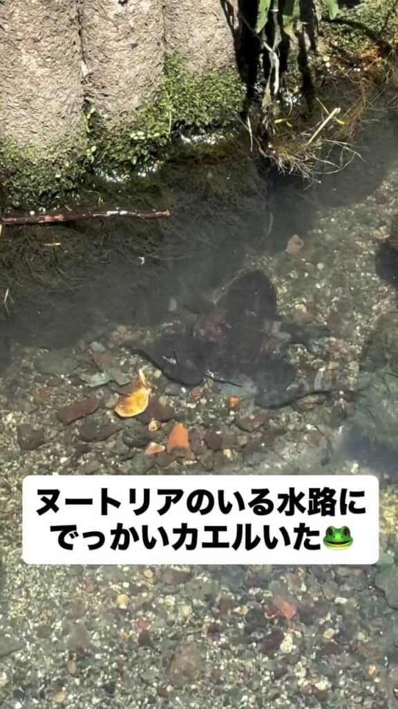 ズームアップして撮った巨大ガエルの姿