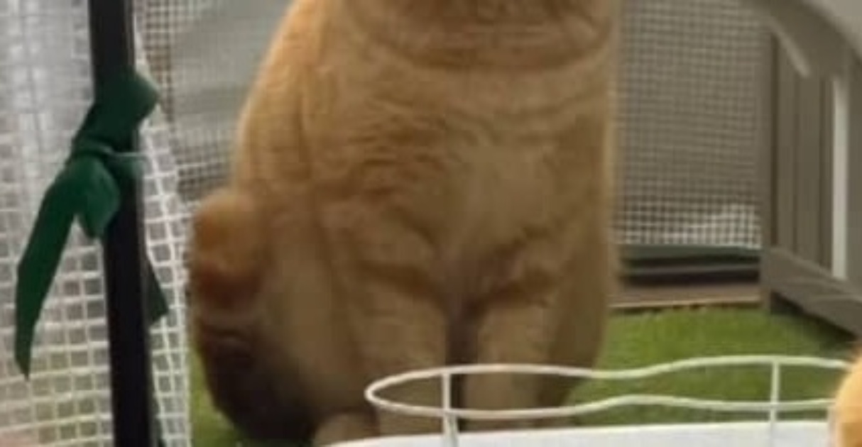 「ちょっとこの子ww」夫婦宅に来た“強烈キャラ”の野良猫→妻爆笑の“まさかの姿”に「凄いですねww」「モテ要素満載」（1/3） | 猫 ねとらぼ