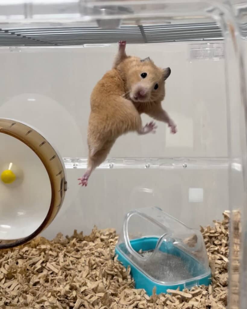 家のハムスター
