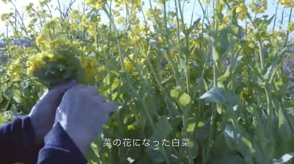 菜の花になった白菜