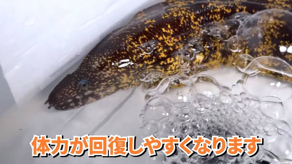 スーパーで売られていたウツボ